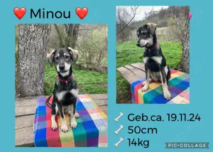 Minou - hübsche junge Dame sucht ein neues Leben
