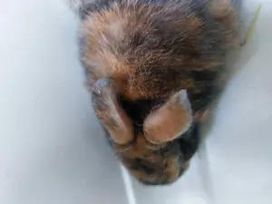 Hasenbabys 7 Wochen alt