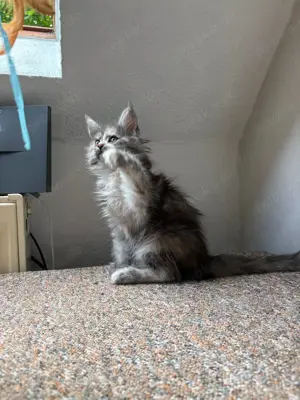 Maine Coon Mädchen 3 Monate