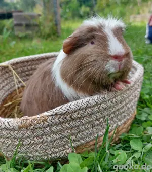 Meerschweinchen Weiblich