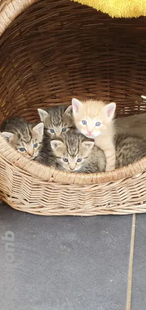 Kätzchen ,Katzen, Babykatzen