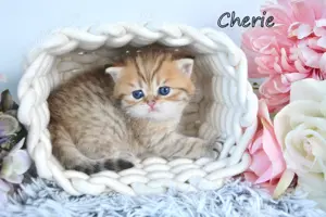 BKH Britisch Kurzhaar Golden Kitten, Mädchen CHERIE