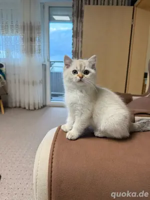 Britisch Kurzhaar Katzen