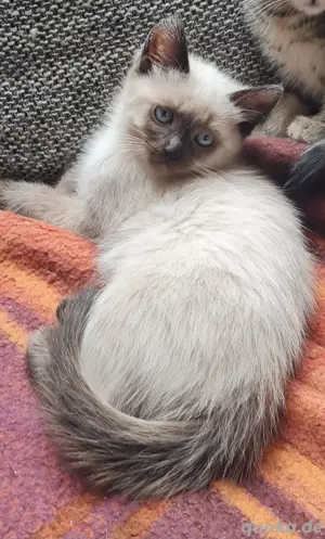 Bildhübsches Main coon Mix Mädel