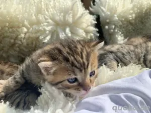 Bengal Kitten Bengal Burma Mix Katzenbabys  Kitten
