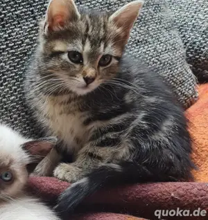 Main Coon Mix Mädel
