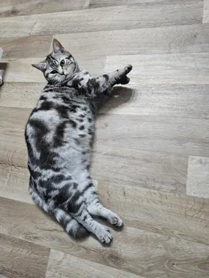 Wurf Ankündigung Bkh kitten