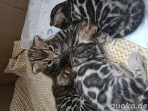 Baby Bengal Katze