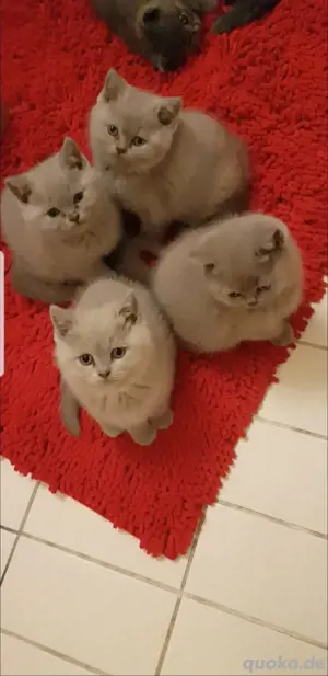 Bkh kitten Britisch kurzhaar 