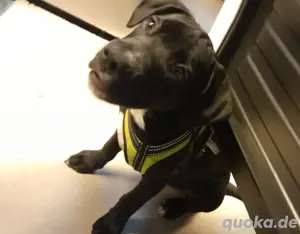 Süßer Hund 