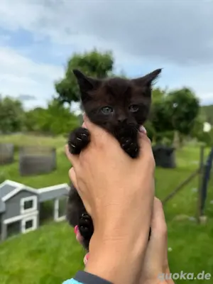 Siam Mix Kitten