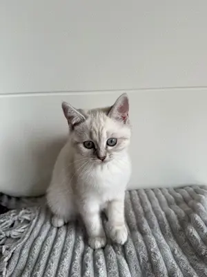 BKH Katze Kitten Baby Kitten Kätzchen in der Farbe weiß   creme mit blauen Augen