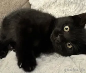    Zauberhaftes Katzenbaby sucht liebevolles Zuhause   Name: Luna   