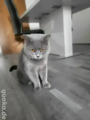 Britische Kurzhaarkatze-nicht zum Verkauf