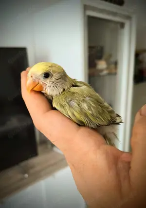 Baby rosenköpfchen 