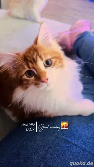 Maine Coon Kitten 