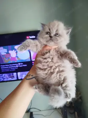 BKH BLH Kitten abzugeben 