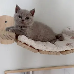 Süßes lilac BKH Katzenbaby Bärchen Kitten sucht Familie ABGABEBEREIT