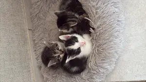 Kitten Katzen 