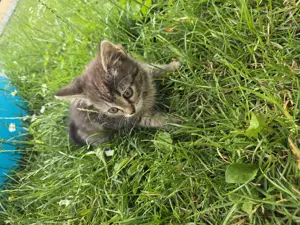 2 kitten zu verkaufen 
