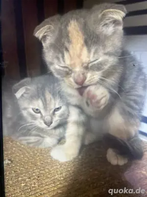 4 baby katzen 