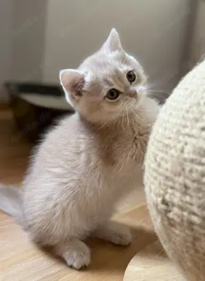 BKH Kitten in lilac golden Shell mit Stammbaum- ein Mädchen sucht noch ihr Zuhause