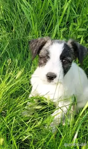 Süße Terriermixdame Ellie sucht liebevolles Zuhause
