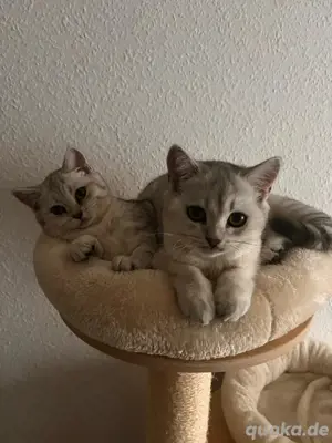 2 BKH Kitten weiblich inkl. Zubehör