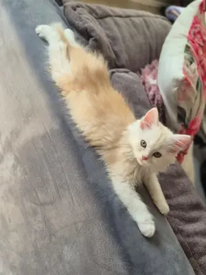 Perser Maine Coon Kater sucht Zuhause