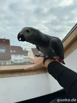 Graupapagei pärchen abzugeben Handzahm 