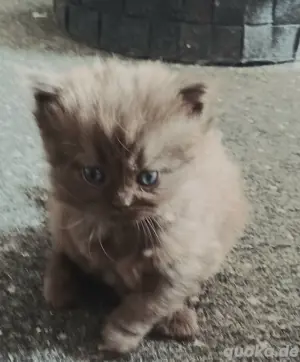 BKH kitten suchen ab august einen neuen spielplatz