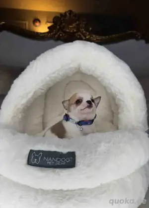 weibliche Chihuahua-Welpen (nur noch zwei Weibchen übrig)