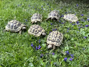 Griechische Landschildkröten (Nachzucht 2018 & 2022)