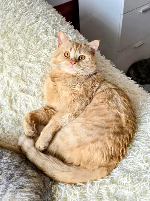 BKH Deckkater in Rot-Tabby  wartet auf rollige Katzendame. (Kein Verkauf).