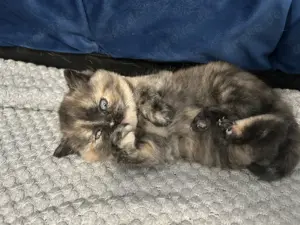  Wunderschöne BKH Perser-Mix Kitten   Erster Wurf in liebevolle Hände abzugeben  Keine Zucht 
