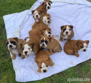 Englische Bulldogge welpen