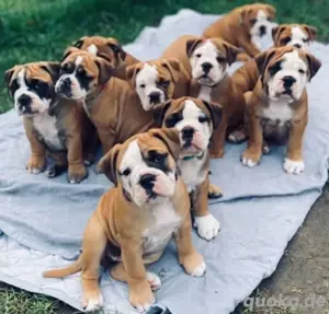 Englishche Bulldogge welpen