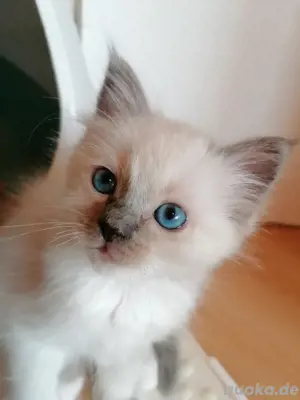 Heilige Birma Kitten, blaue Augen, weiß, langhaar