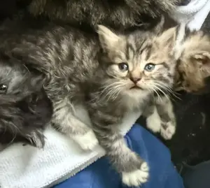 British Kurzhaar British Langhaar Mix Kitten