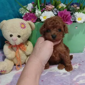   Teddy T-Cup Pudel   exklusive Mini-Begleiter suchen liebevolle Familien!  Berlin | Abgabeberei