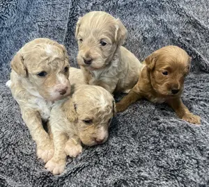 F1B-Maltipoo-Welpen   liebevoll aufgezogen, bestens sozialisiert