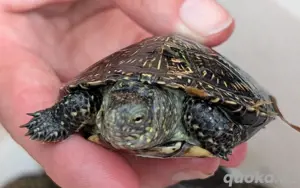 Europäische Sumpfschildkröten Emys orbicularis NZ 2023