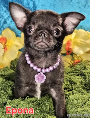 Chihuahua in Black (Brindle) 