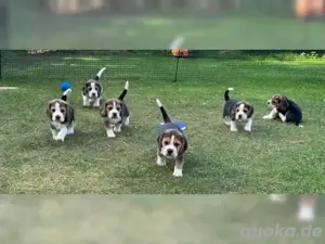 Beagle welpen