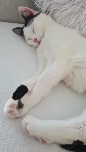 fröhliche Geschwister Katzen Chapi und Nina suchen ein Zuhause Bild 10