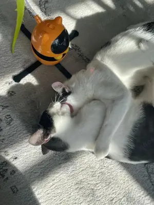 fröhliche Geschwister Katzen Chapi und Nina suchen ein Zuhause Bild 9