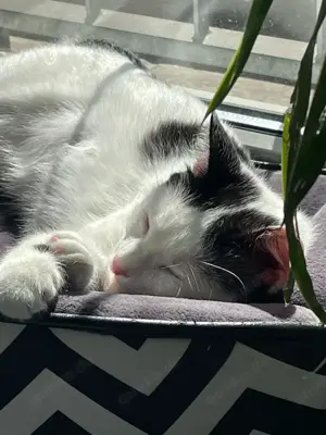 fröhliche Geschwister Katzen Chapi und Nina suchen ein Zuhause Bild 6