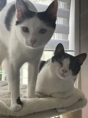 fröhliche Geschwister Katzen Chapi und Nina suchen ein Zuhause Bild 7