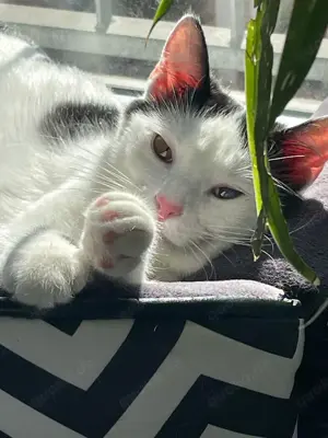 fröhliche Geschwister Katzen Chapi und Nina suchen ein Zuhause Bild 4