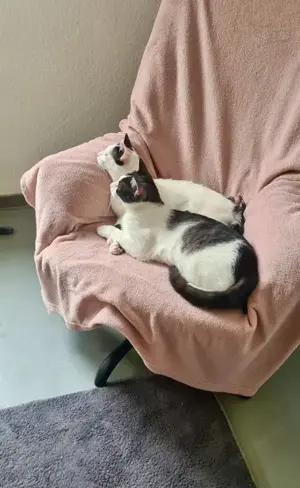 fröhliche Geschwister Katzen Chapi und Nina suchen ein Zuhause Bild 5